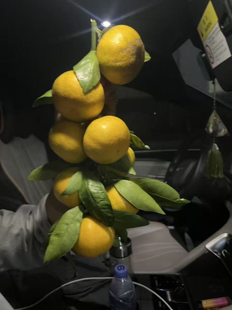 【推荐】湖北蜜橘大量接单产地直发量大从优欢迎来电