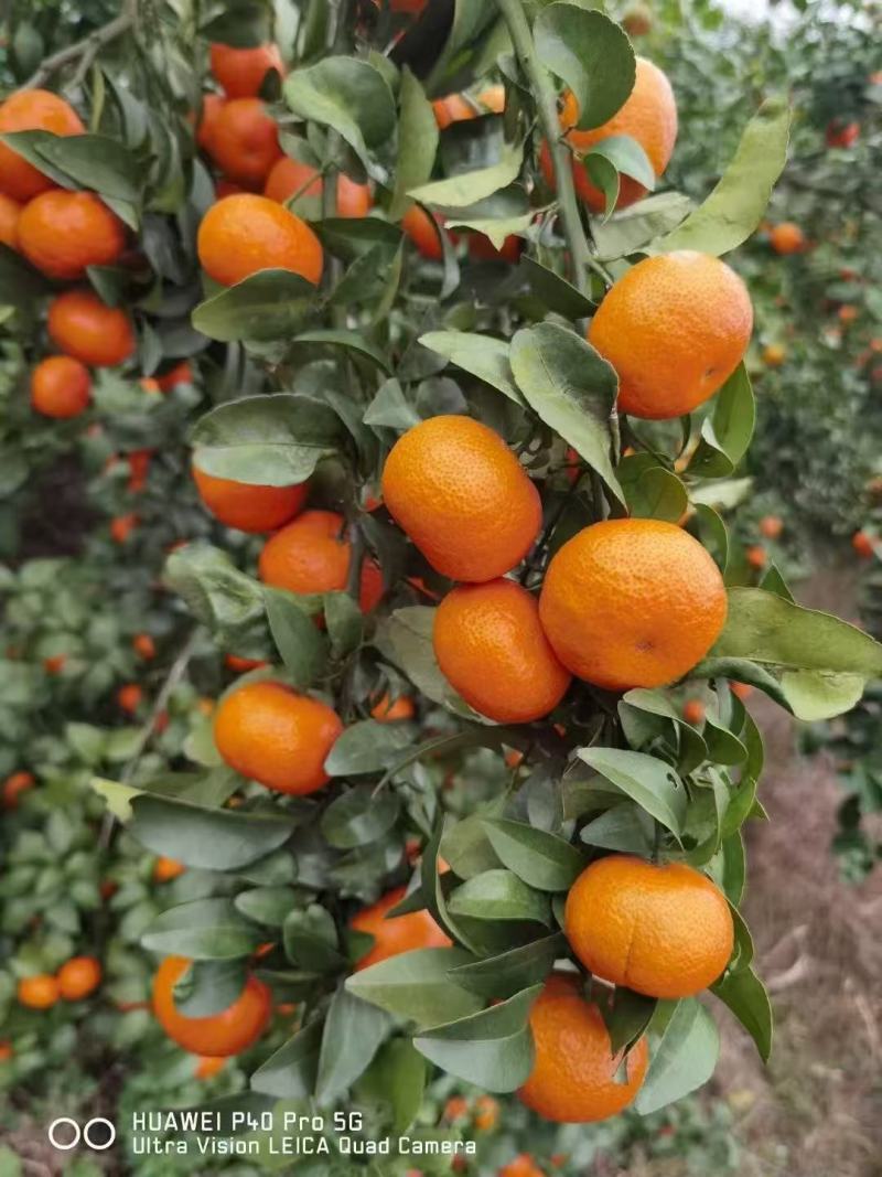 【推荐】湖北蜜橘大量接单产地直发量大从优欢迎来电