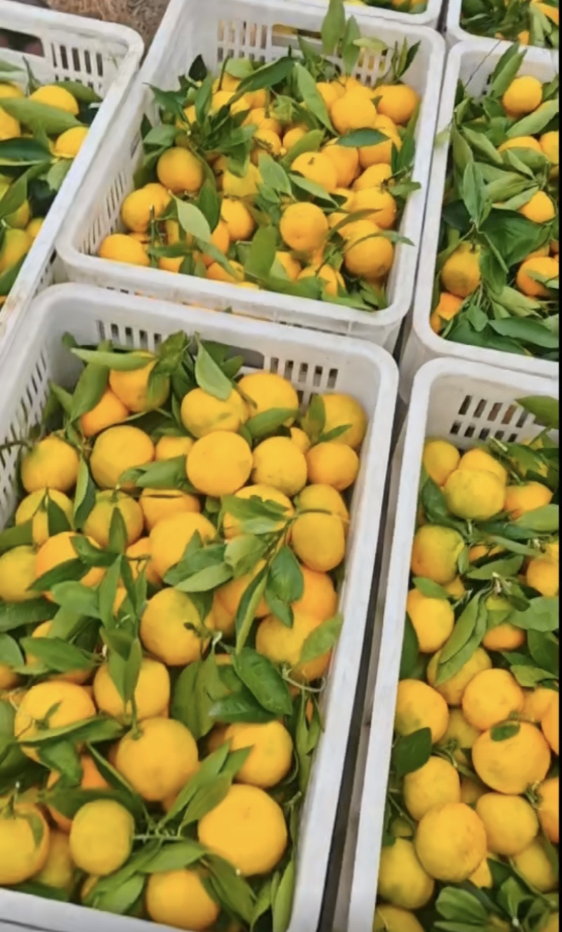 【推荐】湖北蜜橘大量接单产地直发量大从优欢迎来电