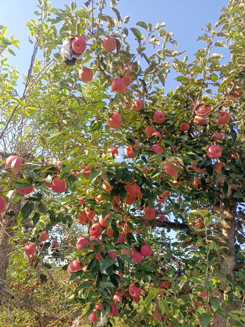 山地寒富士苹果