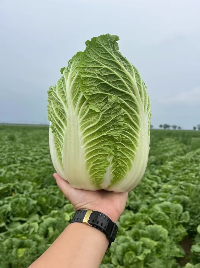 精品黄心大白菜保质保量，诚信合作，无虫眼无烧心量大价优