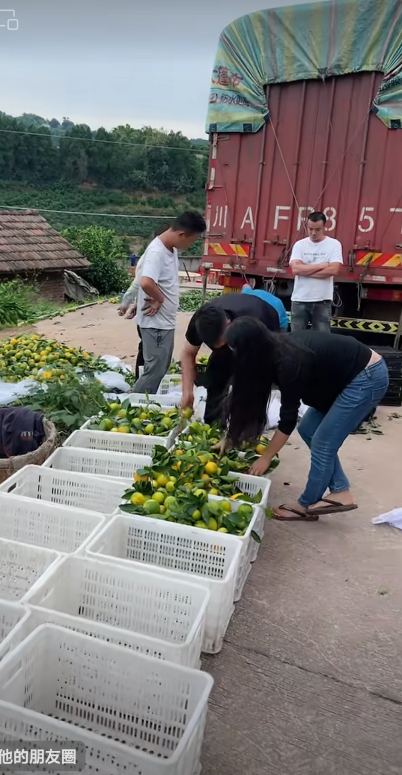 荣县蜜桔产地一手货源，对接全国电商，商起市场