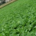 贵州高山荠菜