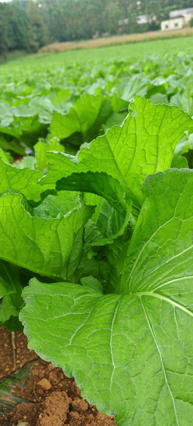 贵州高山荠菜