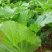 贵州高山荠菜