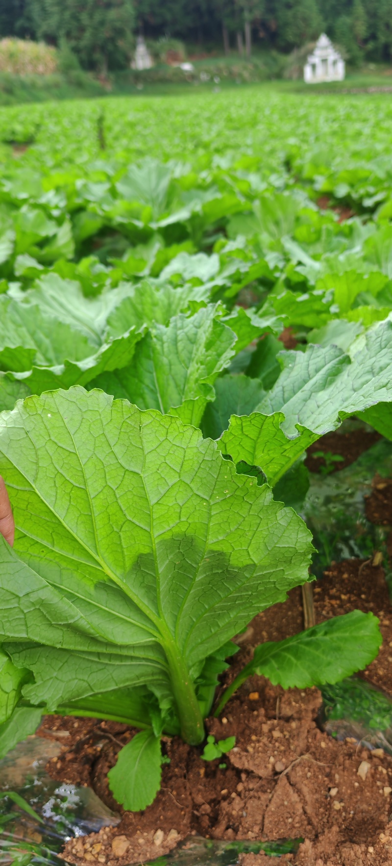 贵州高山荠菜
