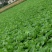 贵州高山荠菜