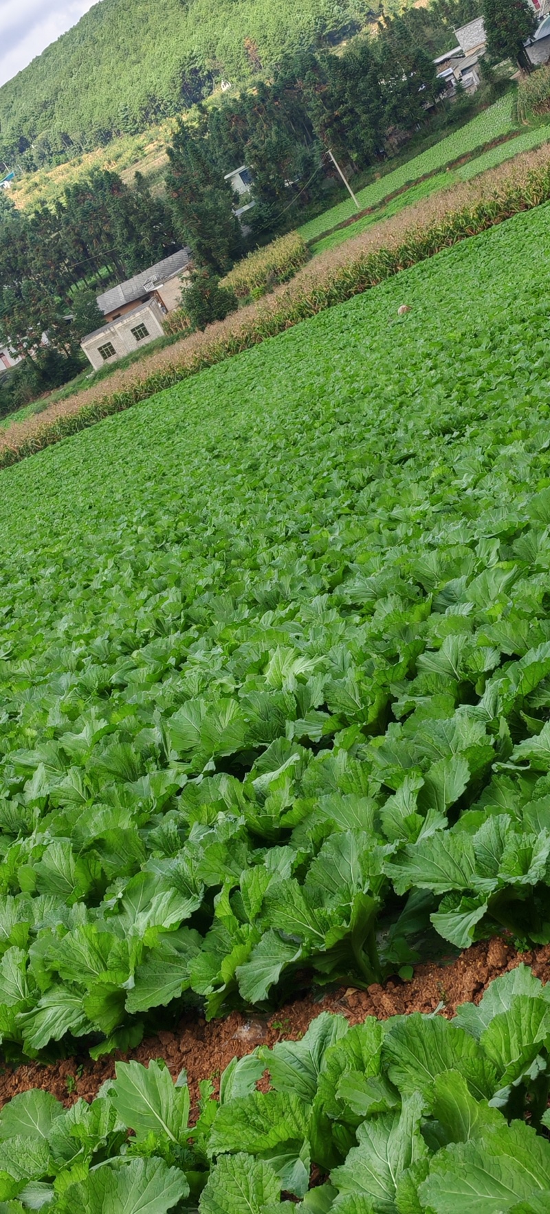 贵州高山荠菜
