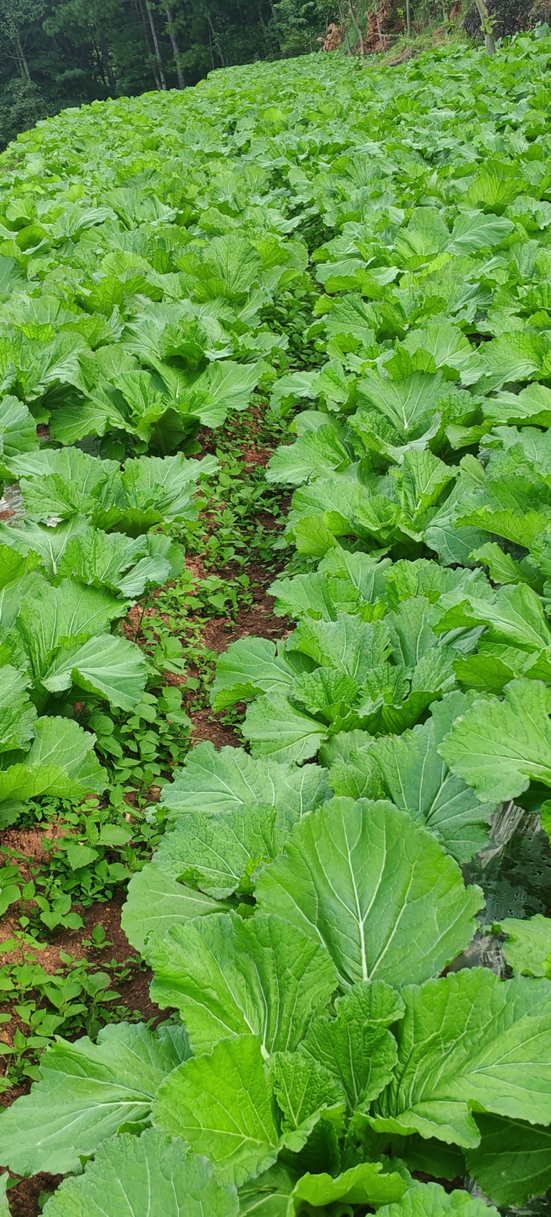贵州高山荠菜