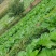 贵州高山荠菜