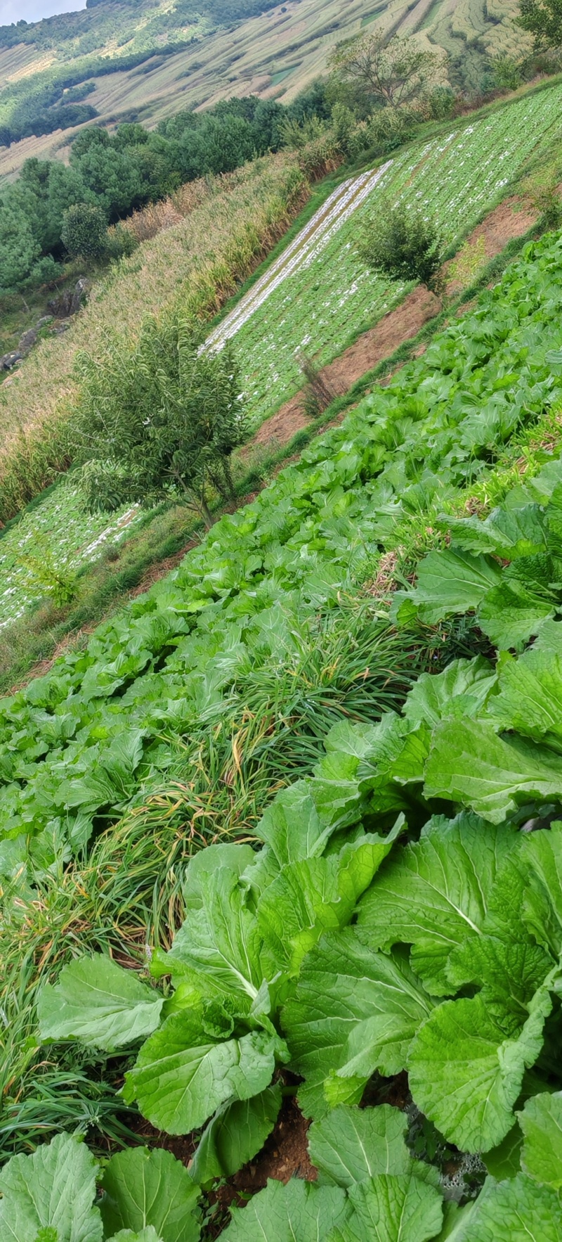 贵州高山荠菜