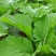 贵州高山荠菜