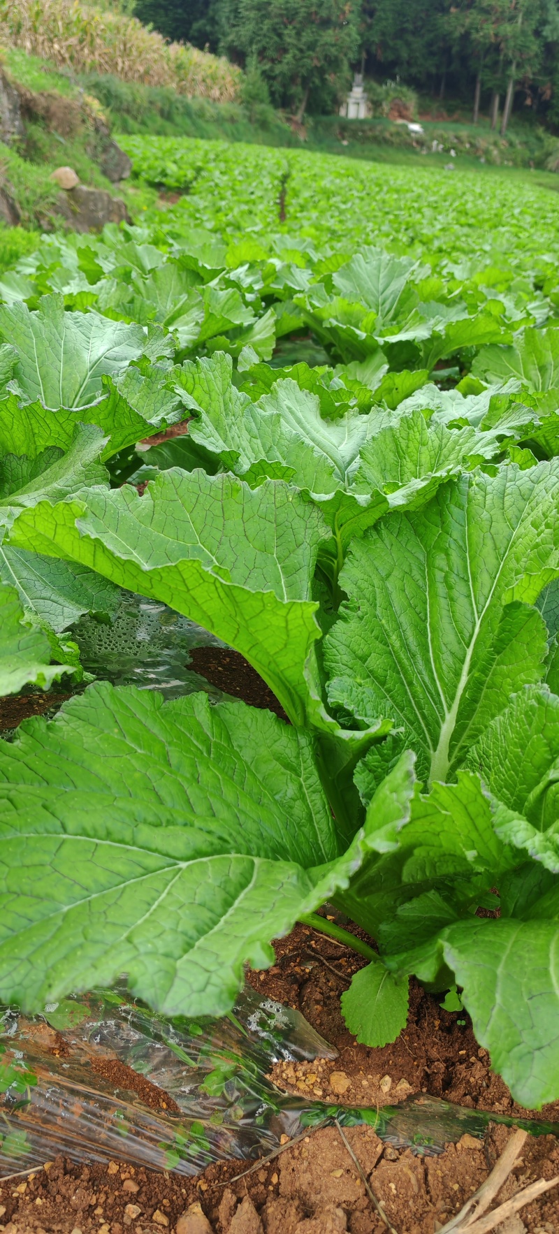 贵州高山荠菜