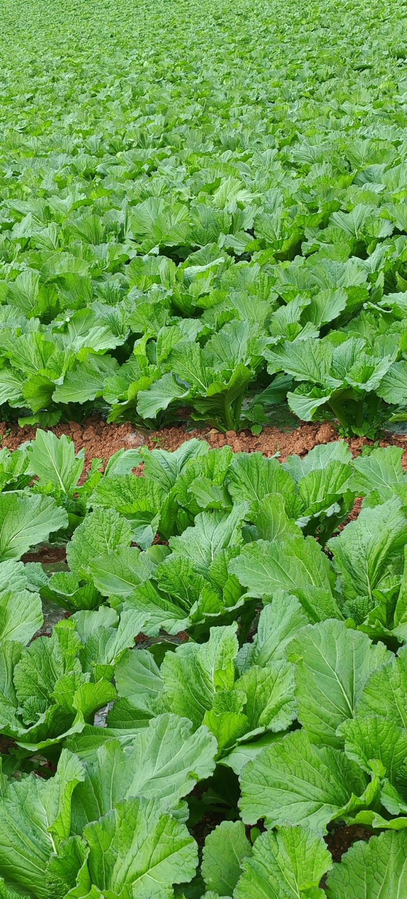 贵州高山荠菜