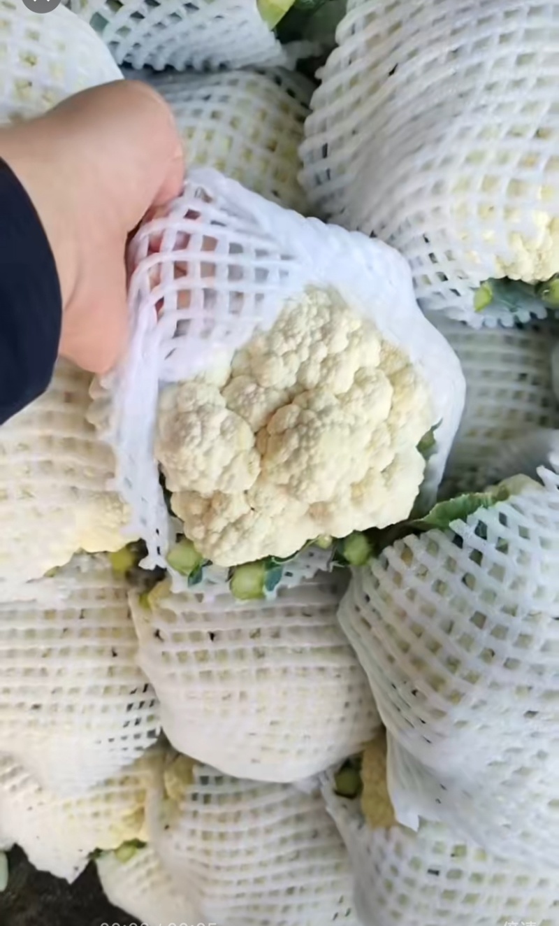 河北邯郸松花菜大量有货全国可发青梗菜花欢迎来电☎️实在