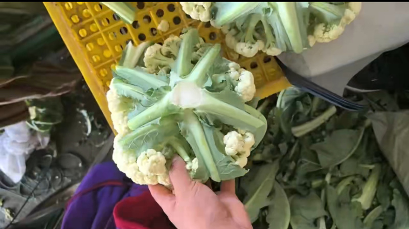 河北邯郸松花菜大量有货全国可发青梗菜花欢迎来电☎️实在