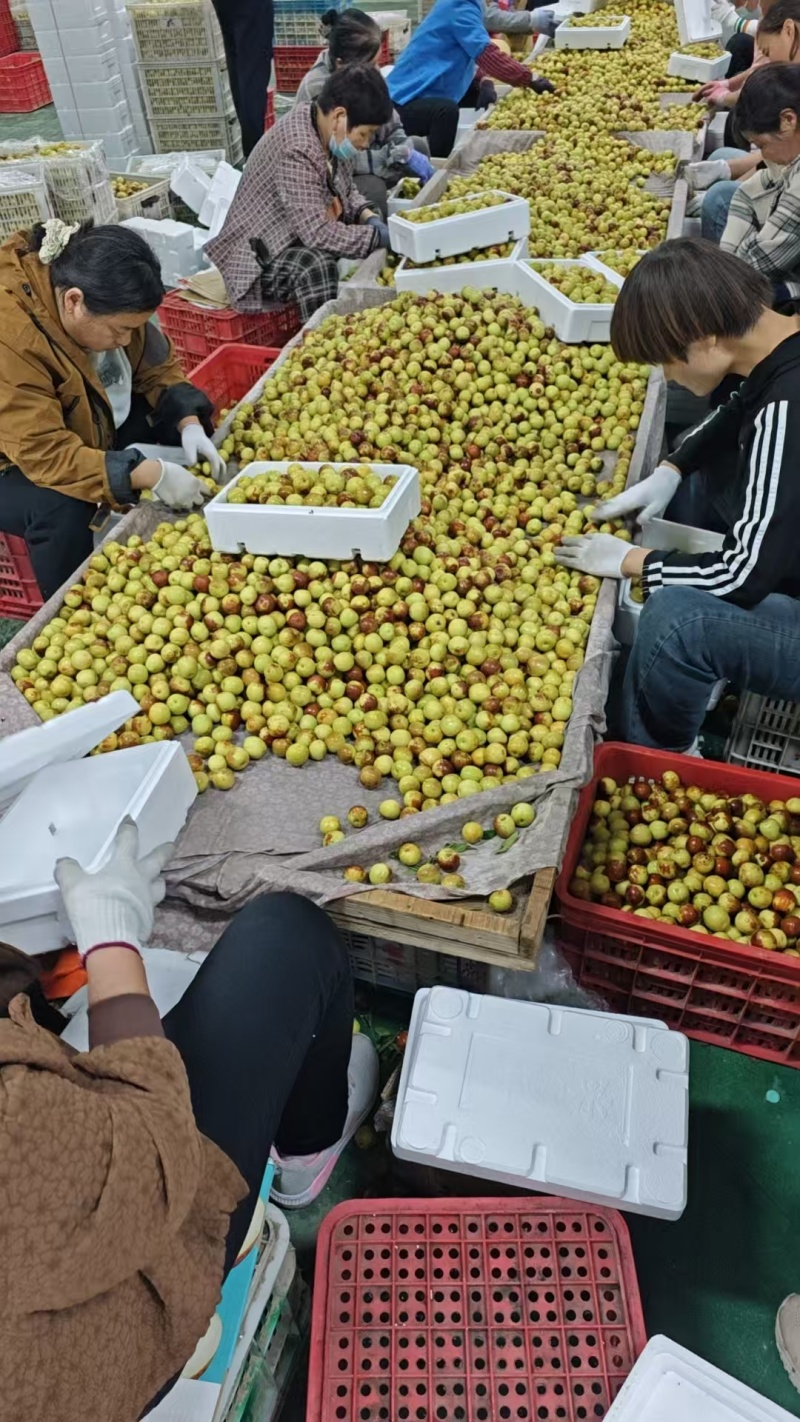 沾化冬枣，电商货大量现货，一件代发，社区团购
