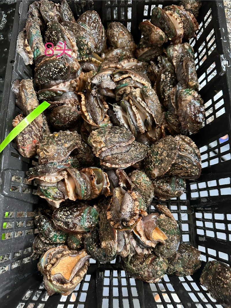有机活鲍可溯源规格齐全对接各大商超量大从优