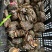 有机活鲍可溯源规格齐全对接各大商超量大从优
