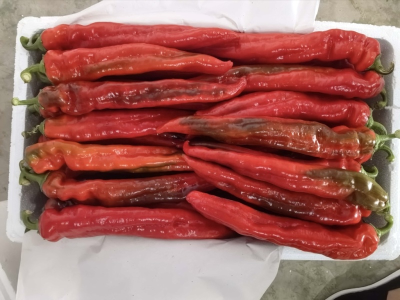 热卖红椒