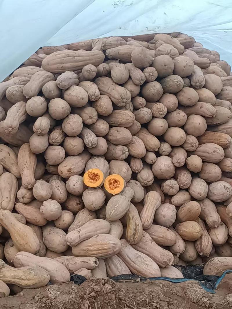陕西汉中密本南瓜大量供应