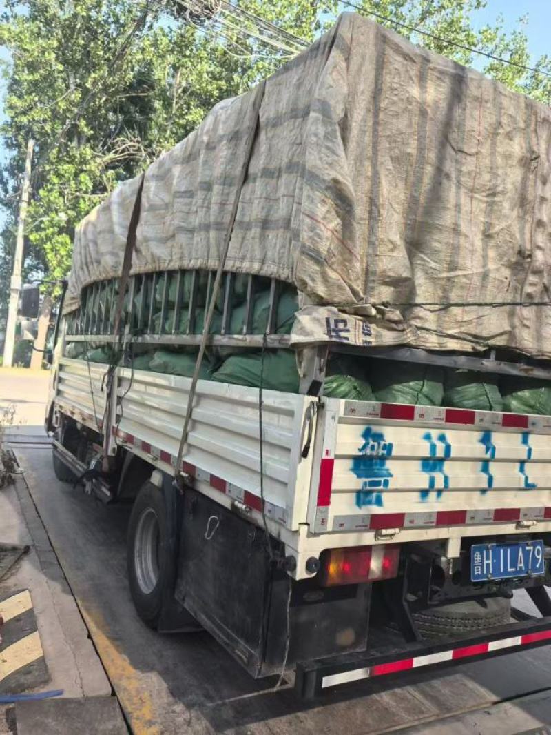 万亩小米椒种植基地露天种植品质好质量有保障适合超市电商货