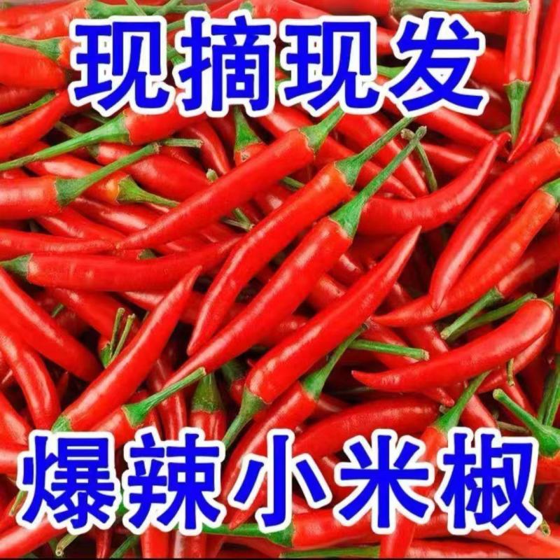 万亩小米椒种植基地露天种植品质好质量有保障适合超市电商货
