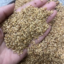 柏子仁精选去皮干净无杂质含量高中药材柏子仁柏籽仁