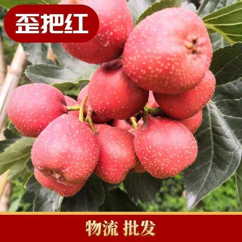 大金星，大五楞，超金星山楂