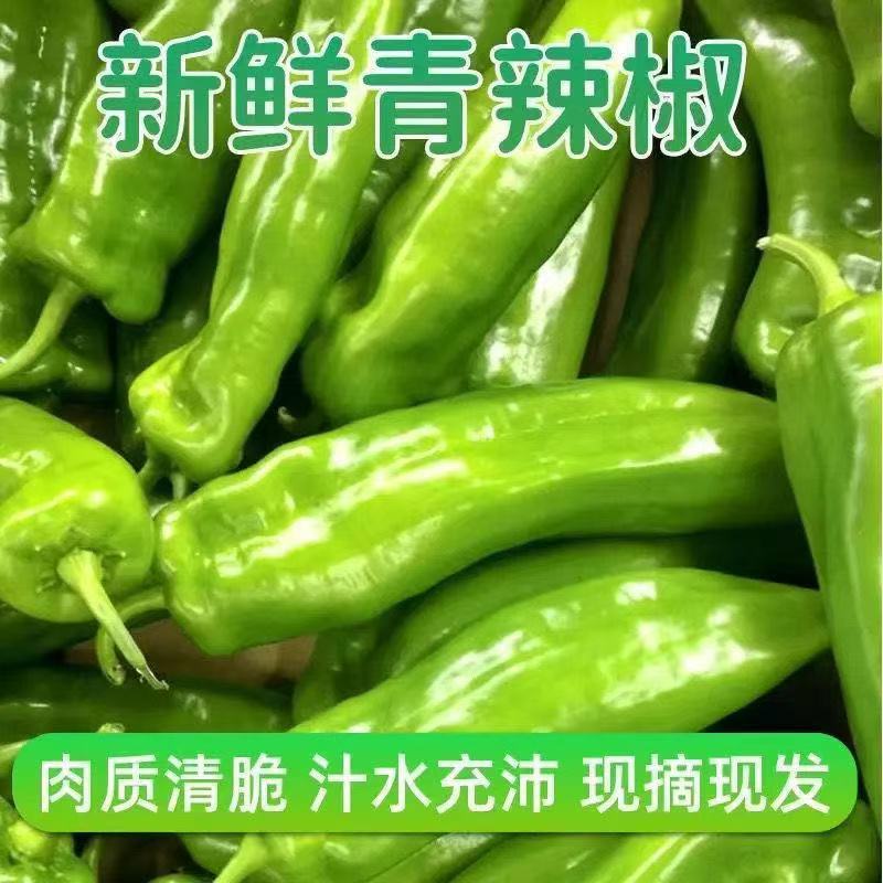 河南301泡椒，产地直发，保质保量，可对接各大批发市场