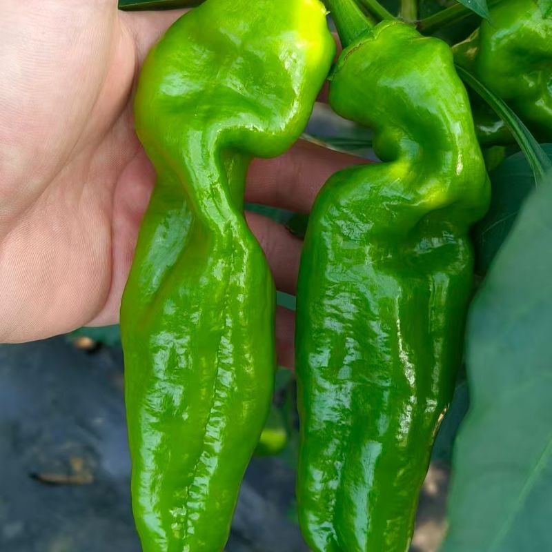 301泡椒鲜辣椒，一手货源，诚信经营，量大从优，可视频