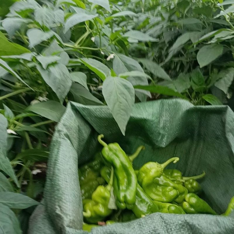 301泡椒鲜辣椒，一手货源，诚信经营，量大从优，可视频