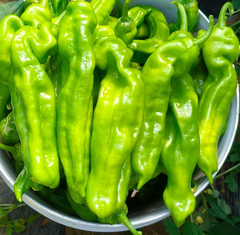 301泡椒鲜辣椒，一手货源，诚信经营，量大从优，可视频