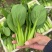 《上海青&小油菜》安徽太和/太和油菜/常年供应/全国发货