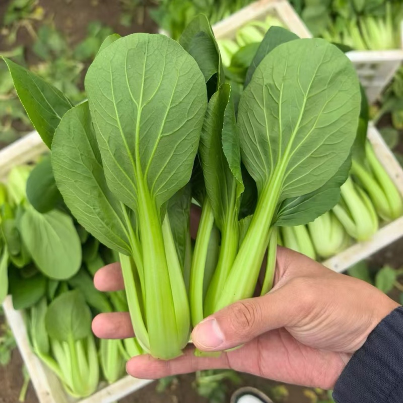 《上海青&小油菜》安徽太和/太和油菜/常年供应/全国发货