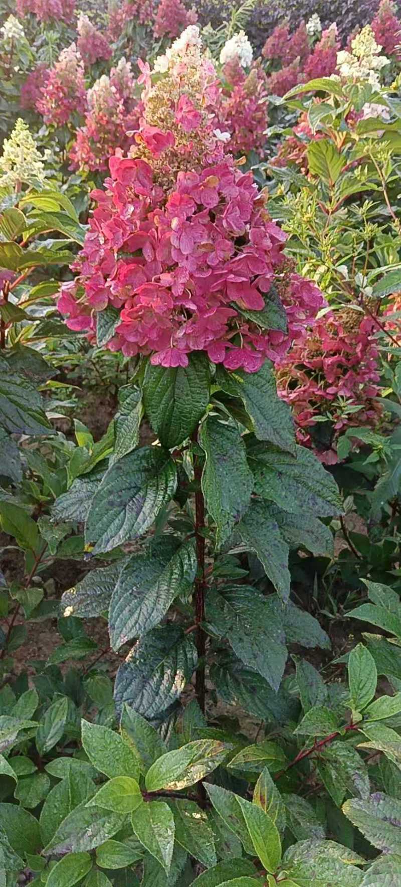 直立红花变色绣球