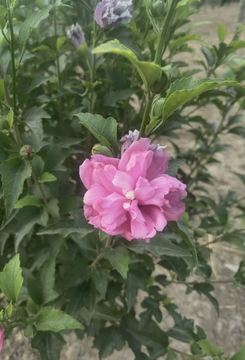 木槿花苗盆栽单瓣木槿庭院耐寒耐阴植物工程绿