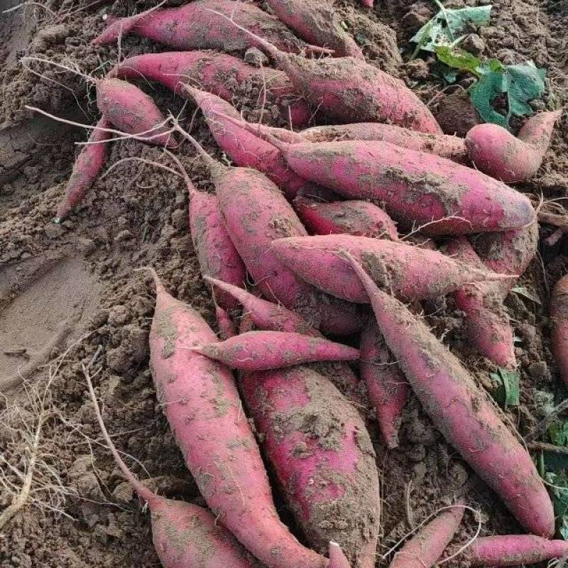 安阳沙地精品西瓜红蜜薯