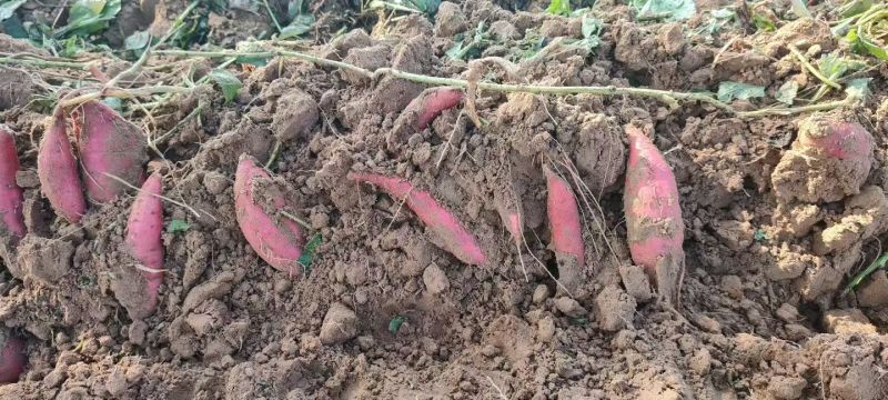 安阳沙地精品西瓜红蜜薯
