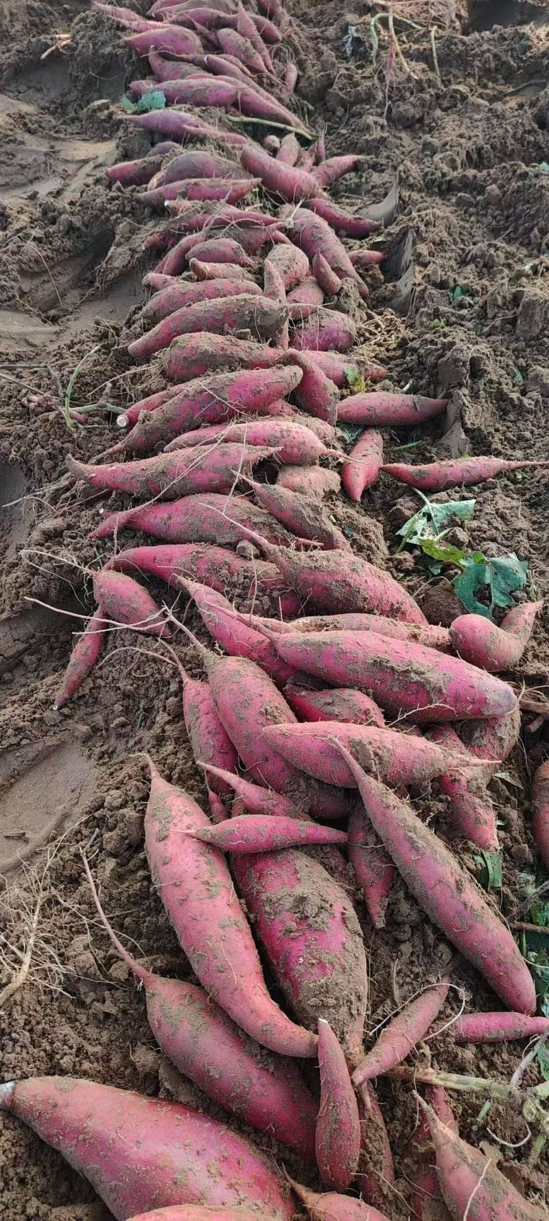 安阳沙地精品西瓜红蜜薯