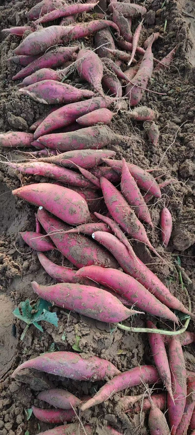 安阳沙地精品西瓜红蜜薯