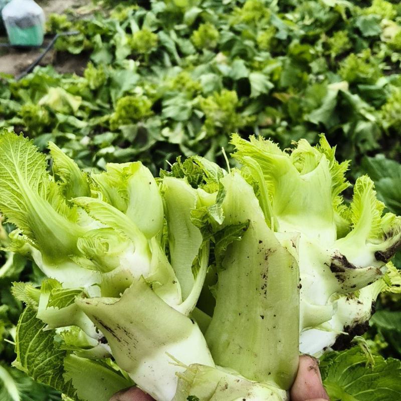 早熟中儿菜