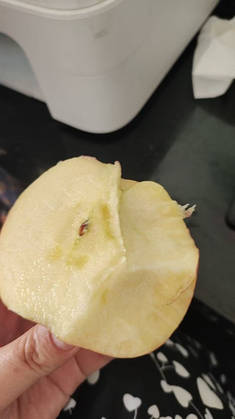 甘肃白银靖远冰糖心的红富士苹果，正在大量采摘