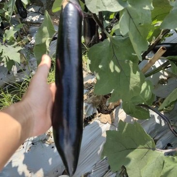 四川绵阳蔬菜茄子墨茄黑长茄产地现摘接拖板车