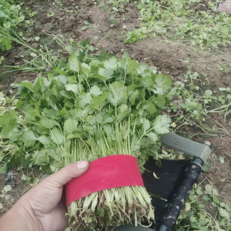 精品香菜，产地直供大量有货