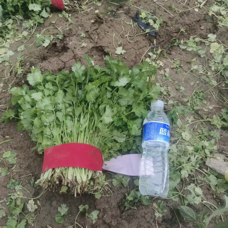 精品香菜，产地直供大量有货