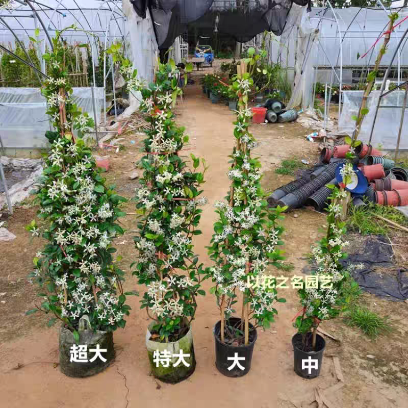 风车茉莉，盆栽阳台花园爬藤植物四季开花长藤花卉绿植净化