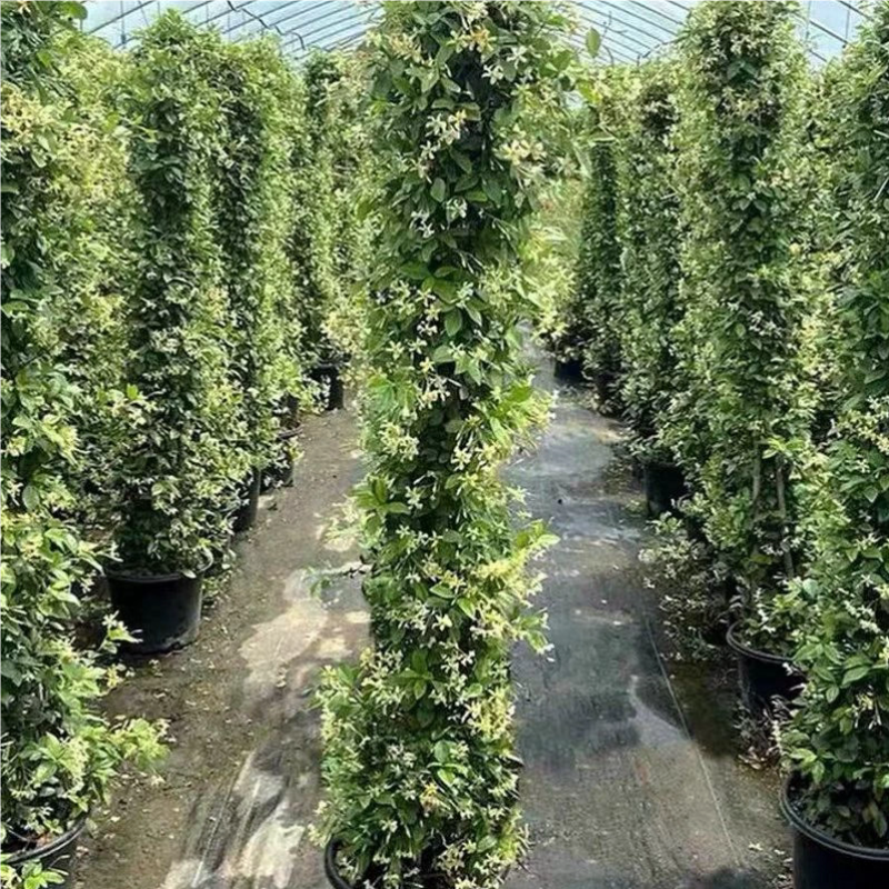 风车茉莉，盆栽阳台花园爬藤植物四季开花长藤花卉绿植净化
