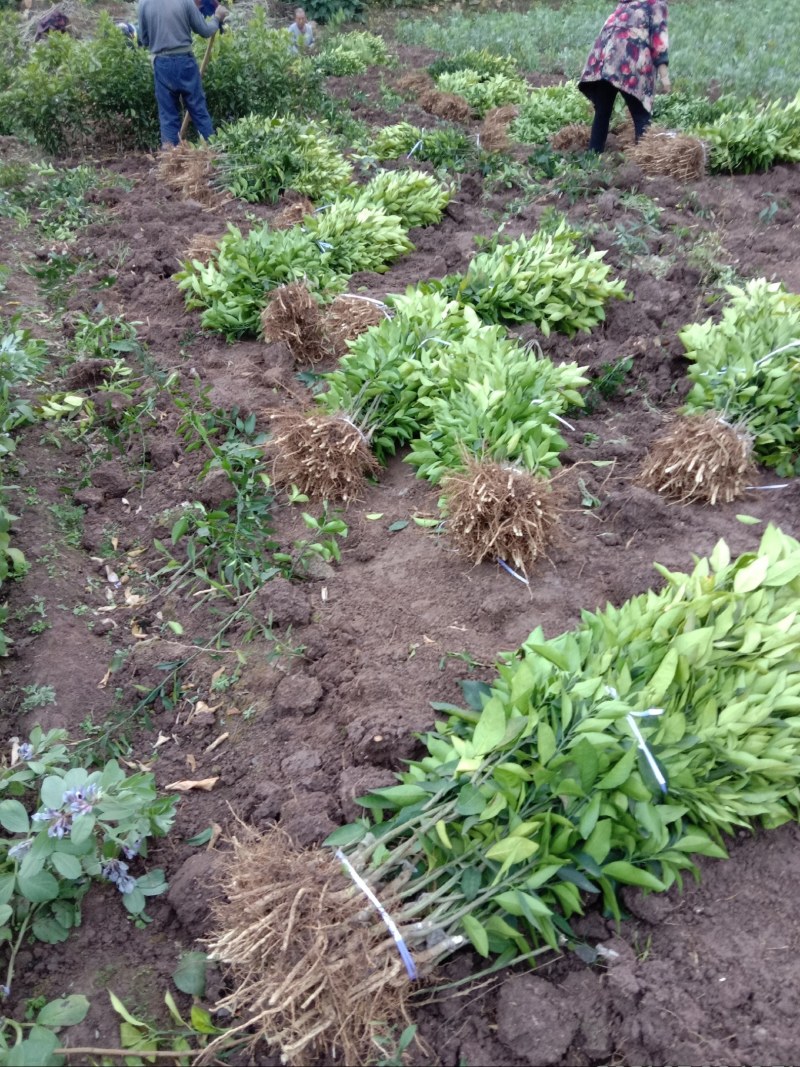 早熟蜜桔苗，新津早熟蜜橘苗，早熟薄皮柑，
