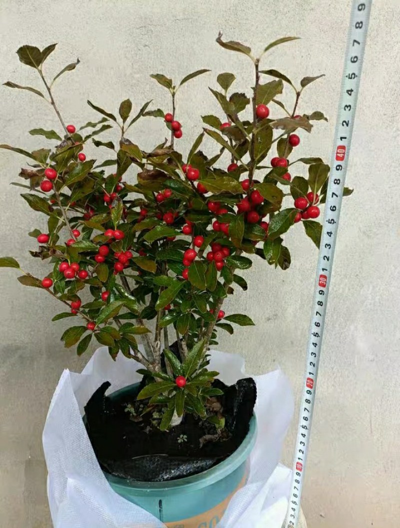 北美冬青盆栽，果子，静等成熟亲们看图下单耐寒耐冻盆栽地栽